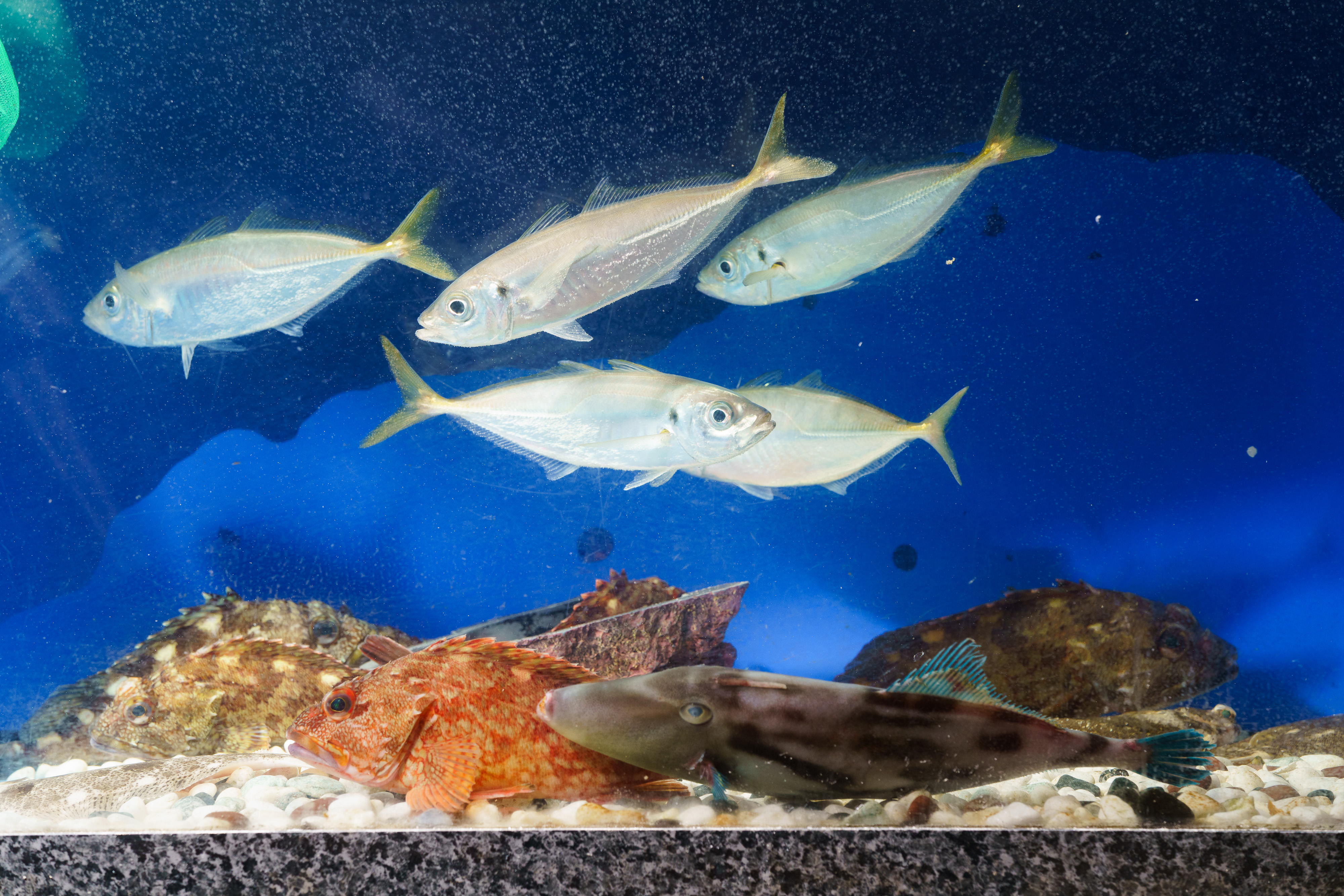 鮮魚
